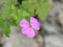 Fiori
