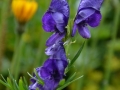 Aconitum Tauricum - Aconito dei Tauri
