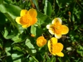 Caltha palustris- Calta palustre