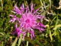 Centaurea scabiosa - Fiordaliso vedovino