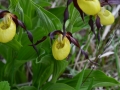 Cypripedium calceolus- Scarpetta della mdonna o venere