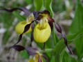 Cypripedium calceolus- scarpetta della mdonna o venere
