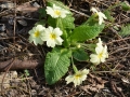 Primula acaulis vulgaris - Primula comune