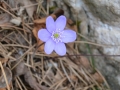 Hepatica Nobilis - Erba Trinità