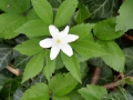 Anemonoides trifolia - Anemone trifolia
