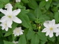 Anemonoides trifolia - Anemone trifolia