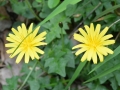 Aposeris foetida - Lucertolina fetida