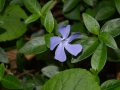 Vinca minor - Pervinca