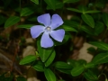 Vinca minor - Pervinca