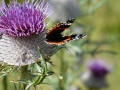 Cirsium alsophilum - Cardo montano