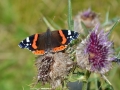 Cirsium alsophilum - Cardo montano