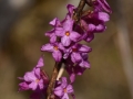 Daphne mezereum - Fior di stecco