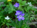 Geranium sylvaticum - Geranio silvano