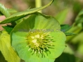 Helleborus Virdis - Elleboro verde