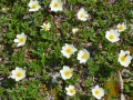 Dryas octopetala - Camedrio alpino