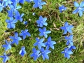 Gentiana bavarica - Genziana bavarese