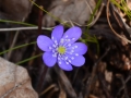 Hepatica nobilis - Anemone fegatella