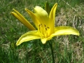 Hemerocallis lilio-asphodelus - Giglio dorato