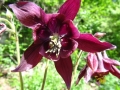 Aquilegia