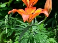 Lilium bulbiferum - Gilio di San Giovanni