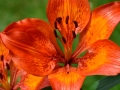 Lilium bulbiferum - Gilio di San Giovanni