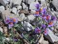 Linaria Alpina - Antirrhium alpinum L