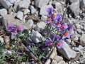 Linaria Alpina - Antirrhium alpinum L