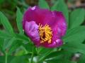 Paeonia officinalis - Peonia selvatica