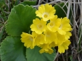 Primula auricula - orecchia d'orso