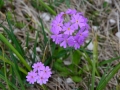 Primula farinosa - Primula Farinosa