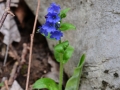 Pulmonaria australis - Polmonaria subalpina