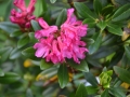 Rhododendron ferrugineum L - Rododendro ferrugineo