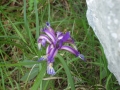 Iris graminea