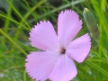 Dianthus sylvestris Wulfen - Garofano selvatico