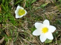 Pulsatilla