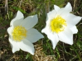 Pulsatilla
