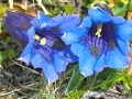 Gentiana clusii - Genziana di clusius