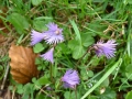Soldanella Alpina