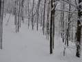 Nel bosco di Faggi