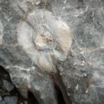Fossile su antiche rocce carbonatiche